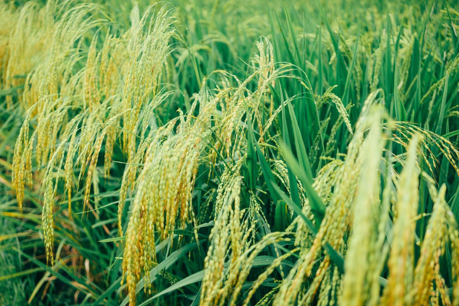 यावर्षी तांदूळ आणि मका उत्पादनात घट होण्याची शक्यता (1)